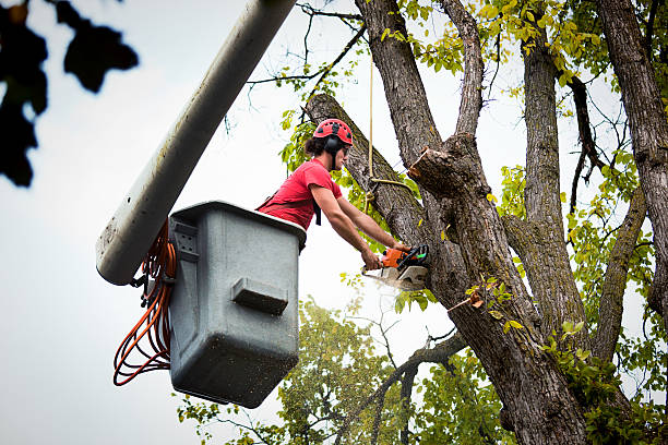 Best Tree Removal Services  in West Jefferson, OH